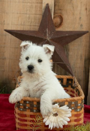 puppy, for, sale, West Highland White Terrier, Amos B. King, dog, breeder, Romney, WV, dog-breeder, puppy-for-sale, forsale, nearby, find, puppyfind, locator, puppylocator, aca